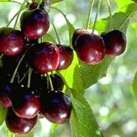 Glacier Cherry Tree