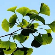 Ginkgo Seedling