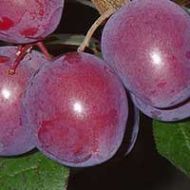 Hollywood Plum Tree