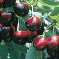 Kristin Cherry Tree