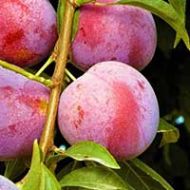 Methley Plum Tree